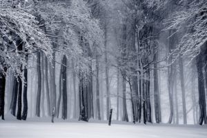 image of a snowy forest https://www.pexels.com/photo/black-and-white-cold-fog-forest-235621/
