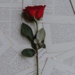 single rose on book pages for love and romance feature