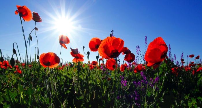 a field of flowers on a sunny day