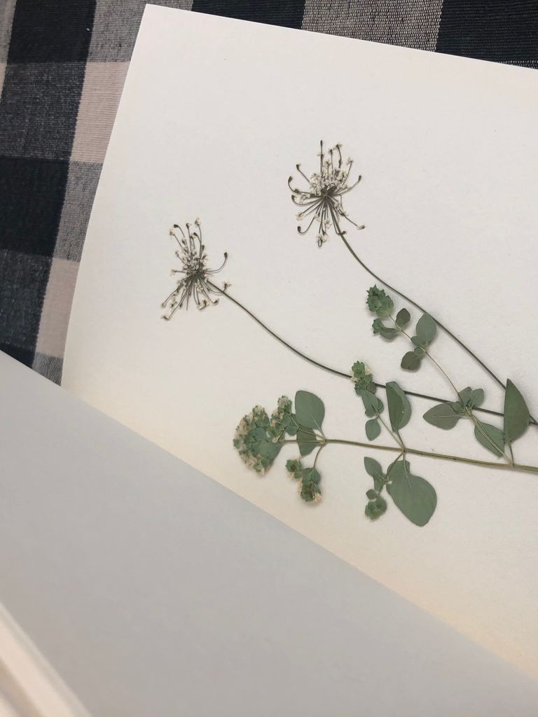 Pressed flowers inside a blank sketchbook.
[photo by me]