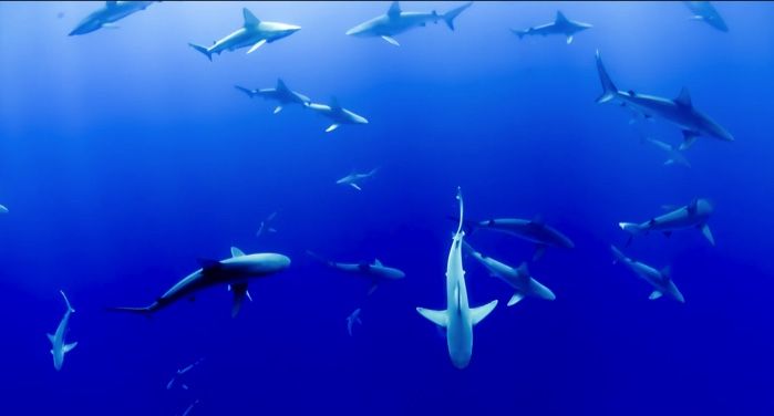 a group of sharks swimming in a body of water https://unsplash.com/photos/dO8qMqWimo8