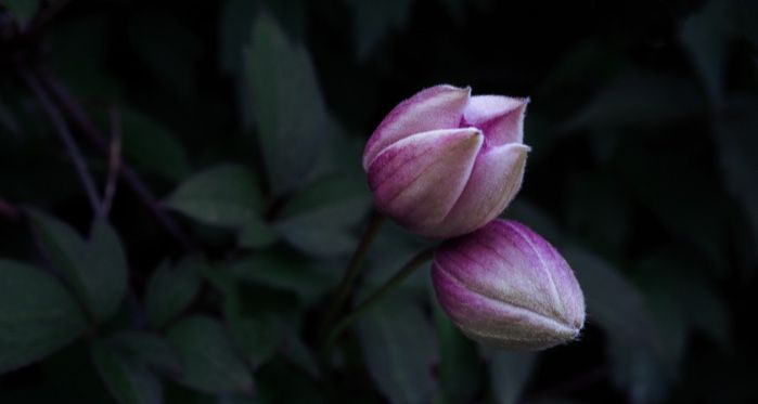 budding purple pink flowers in bloom against a dark backdrop