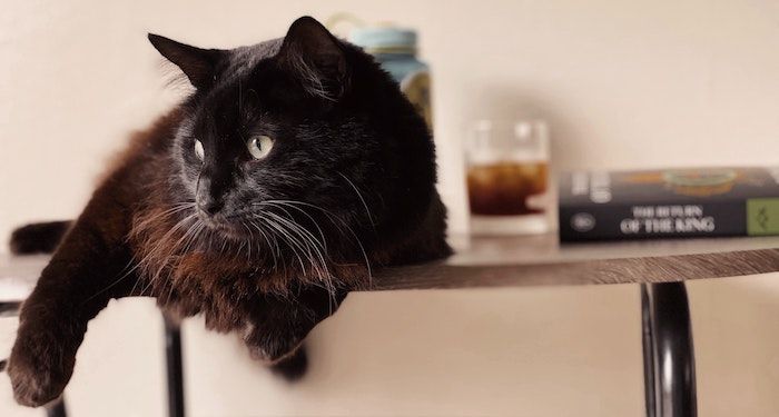 Cat lying on a table beside a Lord of the Rings book