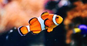 orange white and black tropical clown fish swimming