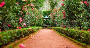 a dirt pathway between rows of plants leading to a table https://unsplash.com/photos/1_yycyoMT6g