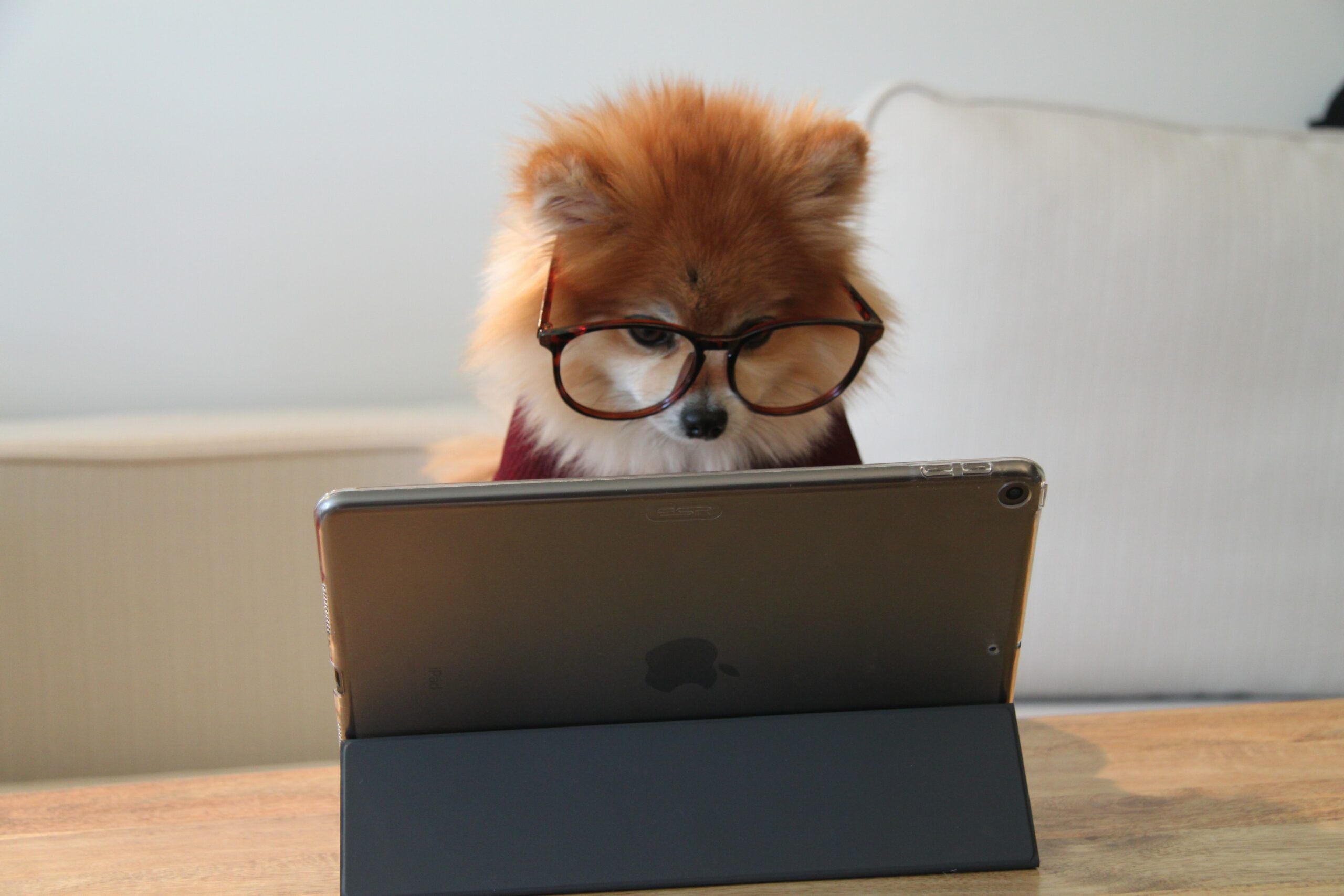 how to sell books on etsy shop policies: a Pomeranian wearing glasses staring at a tablet computer