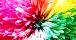 closeup photo of a flower with bright malt-colored petals https://unsplash.com/photos/iMdsjoiftZo