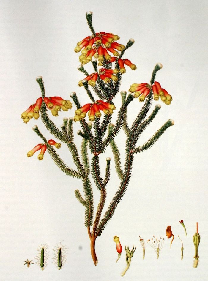 A Brief History of Botanical Illustration - 6