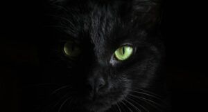 Close up image of a black cat face
