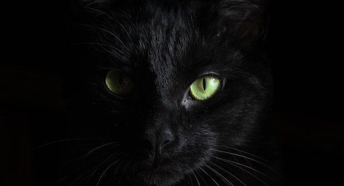 Close up image of a black cat face