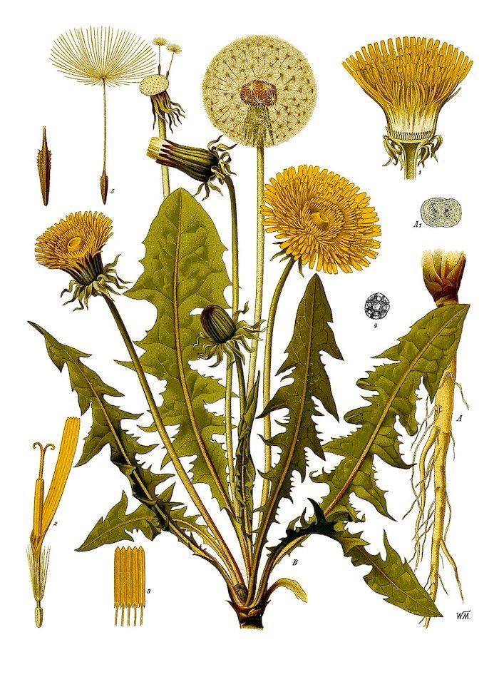 A Brief History of Botanical Illustration - 76