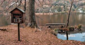 Image of a Little Free Library beside a pond in a wooded area