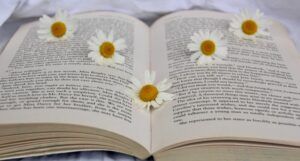 Image of open book with daisies on top of the pages