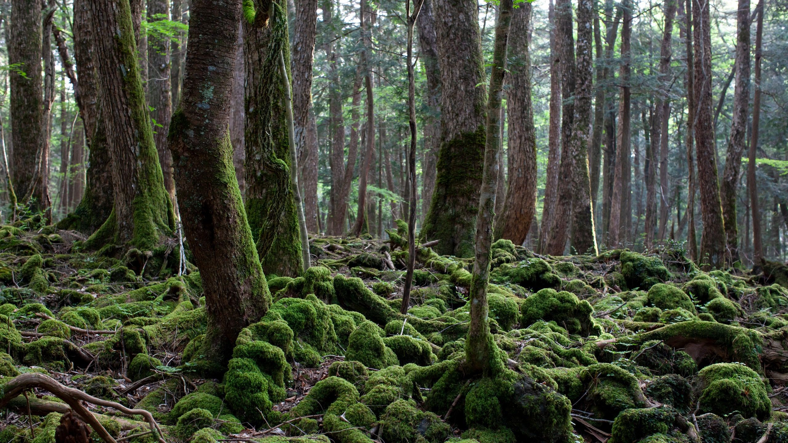 aokigahara forest, moss covering the roots of several treesand the ground around them. The trees are spindly and bend at different angles with fog settling around them.