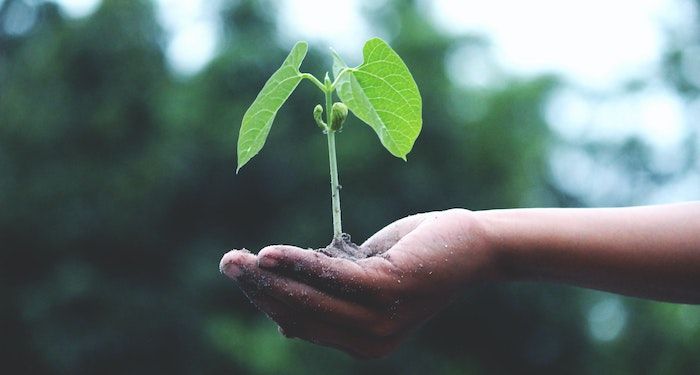 child holding seedling in palm