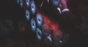 Close up image of an octopus