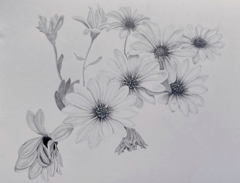 un dessin de marguerites africaines en noir et blanc