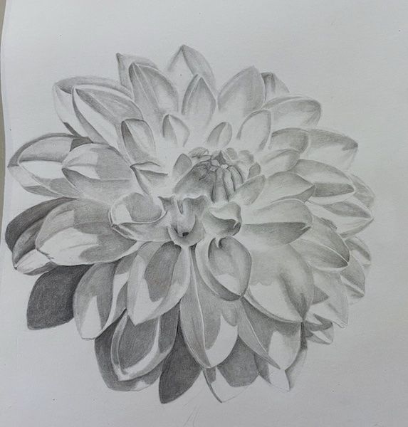 A graphite drawing of a dahlia bloom in strong light.