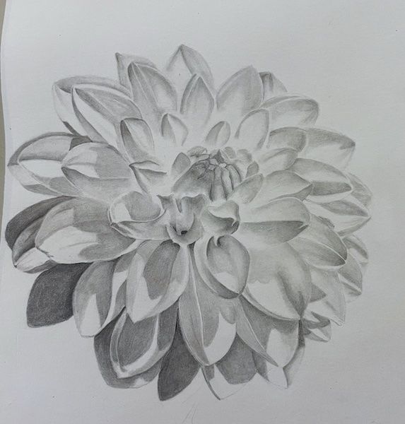 Un dessin au graphite d'une fleur de dahlia sous une forte lumière.