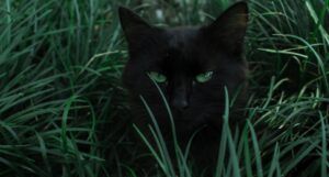 a black cat with green eyes hiding behind green grass