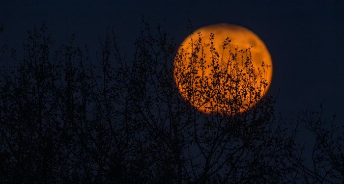 Image of a full orange moon