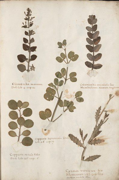 What is a n  Herbarium  - 97