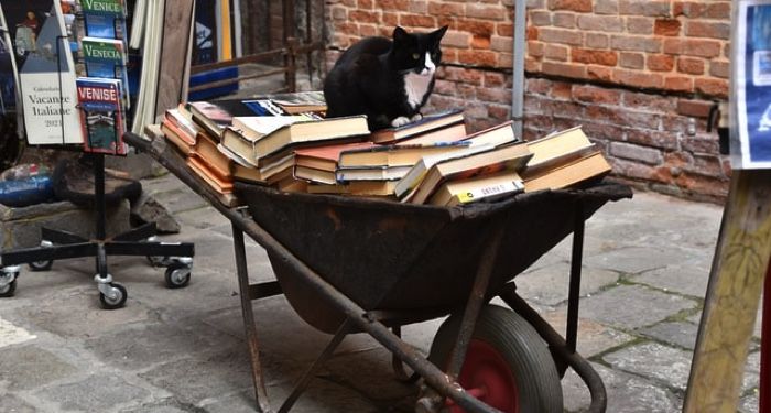 cat on wheelbarown full of books