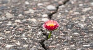 Image of a flower between cracks of concrete