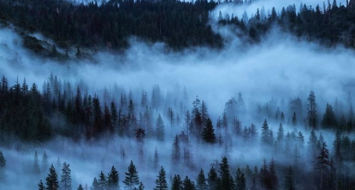 a photo of misty pine trees
