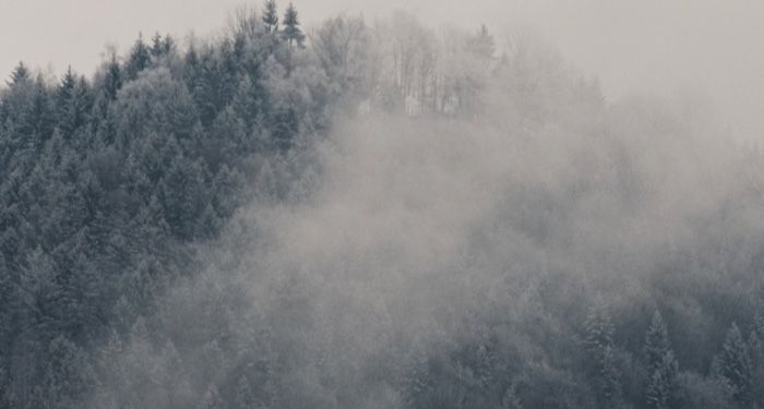 snowy foggy tops of pine trees