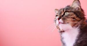 Image of a tabby cat on a pink background