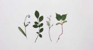 a photo of several pressed plants