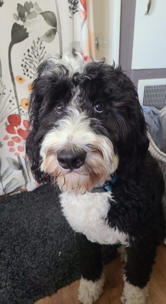 Maud the Bernedoodle