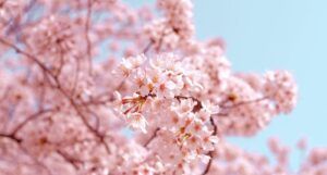 a photo of a tree covered in pink blossoms