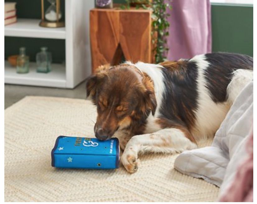 Image of a dog with a book-shape squeaky toy.