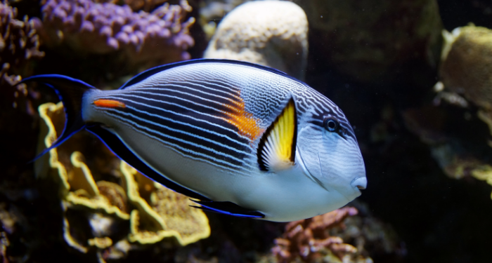 a photo of a parrotfish