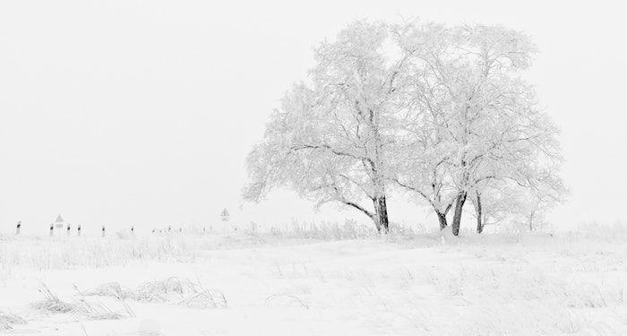 a photo of a bare tree in a field covered in snow
