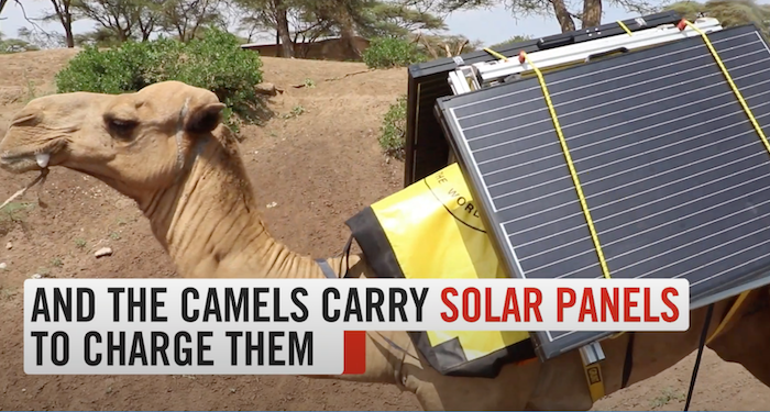 Solar-Powered Camel Libraries
