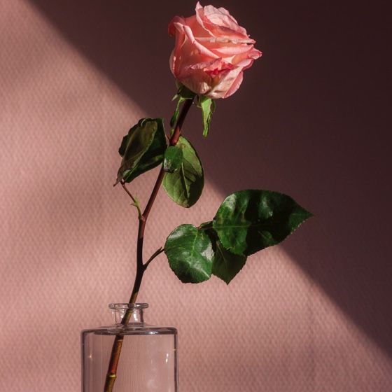 pink rose in a clear vase