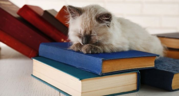 Image of a cat on top of a stack of books