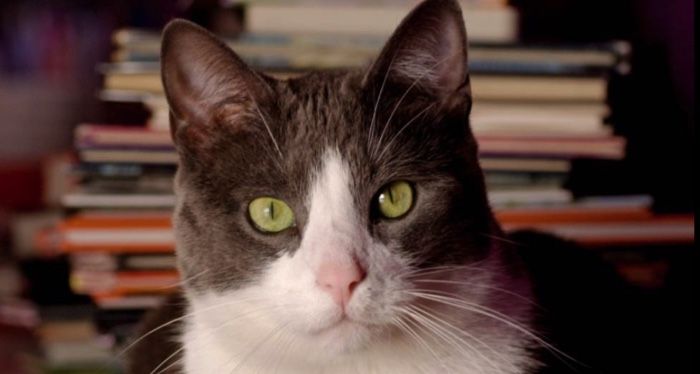 Party to Celebrate Bookstore Cat’s Retirement
