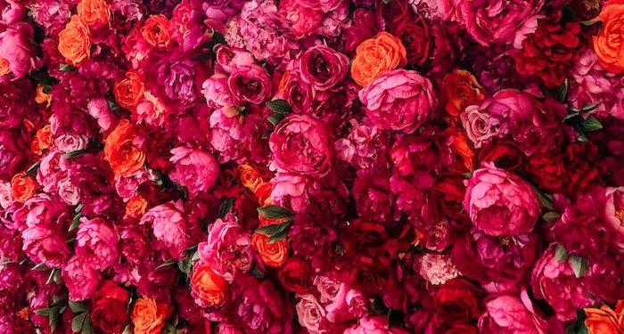 a photo of densely packed red flowers