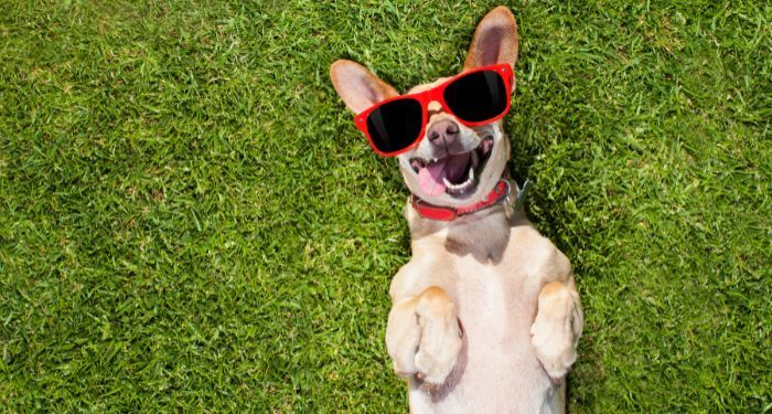 image of aa dog wearing sunglaasses