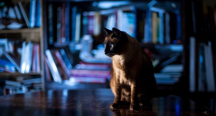 image of a mysterious library with a cat