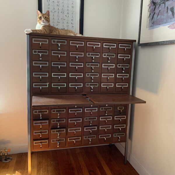 Orange cat sitting on a card catalog; photo by Liberty Hardy