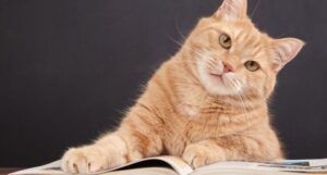 sandy colored cat with paw resting on open book