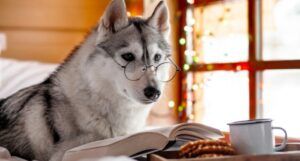 Husky with glasses reading