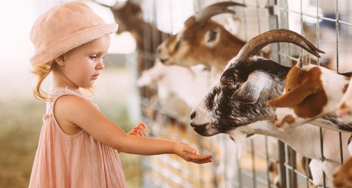 a photo of a toddler feeding goats
