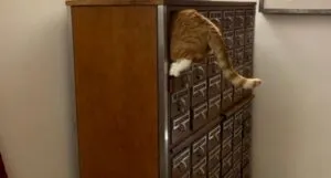 image of an orange cat inside a card catalog drawer