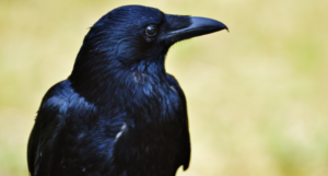 a photo of a black bird